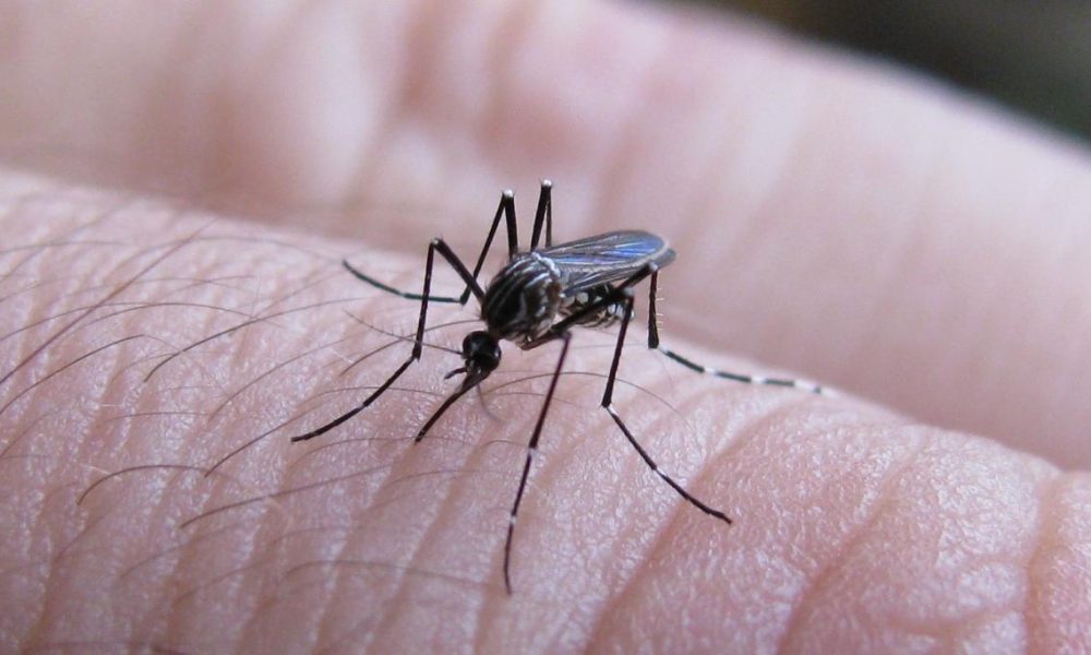 Brote de dengue: según la OPS, Argentina lidera los casos en América Brote de dengue: según la OPS, Argentina lidera los casos en América