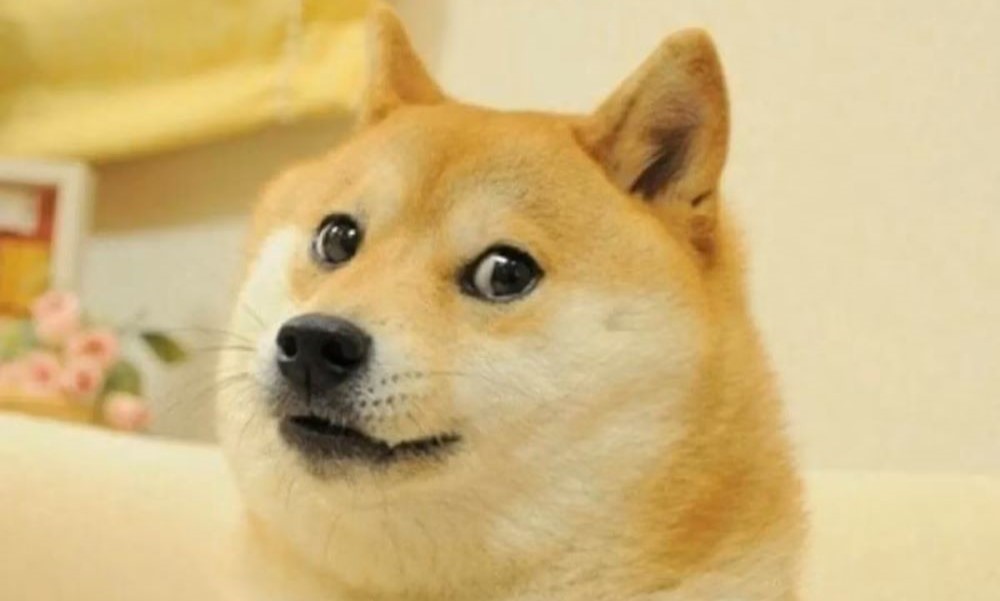 El perro del dogecóin se convierte en el nuevo logo de Twitter y se dispara el valor de la criptomoneda.
