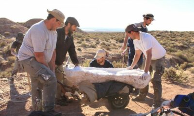 Descubrieron una nueva especie de dinosaurio gigante en Río Negro.
