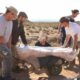 Descubrieron una nueva especie de dinosaurio gigante en Río Negro.