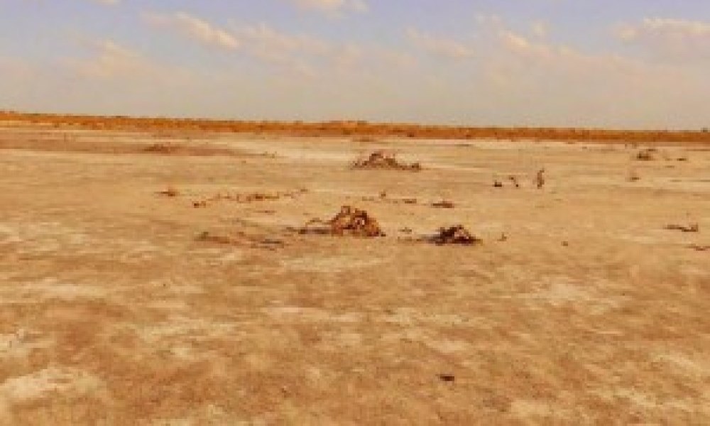 Los planes y proyectos del Comité Multisectorial de San Juan le da lucha a la desertificación. Los planes y proyectos del Comité Multisectorial de San Juan le da lucha a la desertificación.