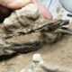 Hallaron el fósil más completo de un pájaro carpintero en Sudamérica.