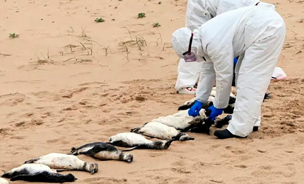 Más de 300 pingüinos de Magallanes aparecieron muertos en la costa uruguaya. Más de 300 pingüinos de Magallanes aparecieron muertos en la costa uruguaya.