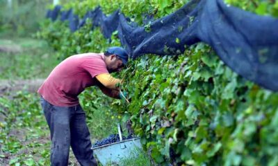El Gobierno oficializó la eliminación de las retenciones para las economías regionales: San Juan, mosto y vino.
