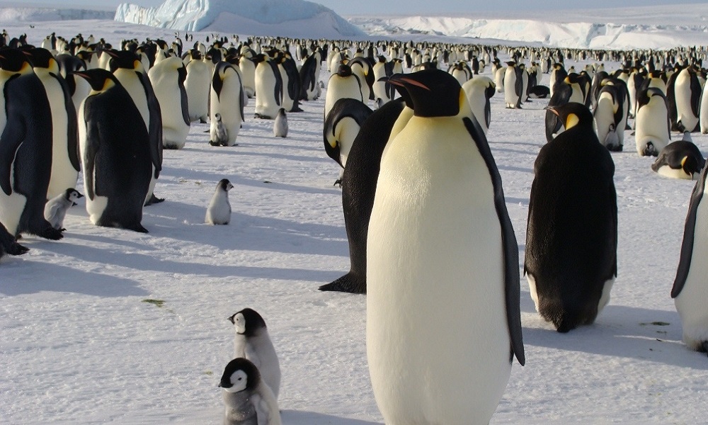 Los pingüinos emperador en peligro por el deshielo precoz de la Antártida. Los pingüinos emperador en peligro por el deshielo precoz de la Antártida.