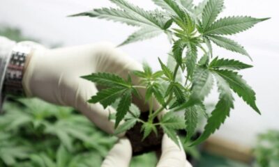 Tras su regulación, el cannabis medicinal y el cáñamo industrial “permitirán generar ventajas económicas al país”