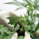Tras su regulación, el cannabis medicinal y el cáñamo industrial “permitirán generar ventajas económicas al país”