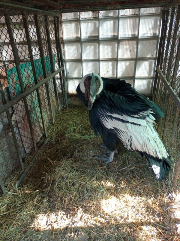 Gendarmería rescató a un cóndor andino y un ejemplar de ocelote en dos procedimientos. Gendarmería rescató a un cóndor andino y un ejemplar de ocelote en dos procedimientos.