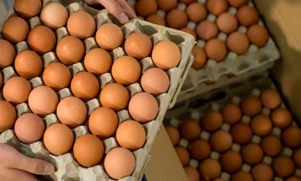 Argentina reanudó exportaciones de productos avícolas a Sudáfrica y Emiratos Árabes Unidos. Argentina reanudó exportaciones de productos avícolas a Sudáfrica y Emiratos Árabes Unidos.