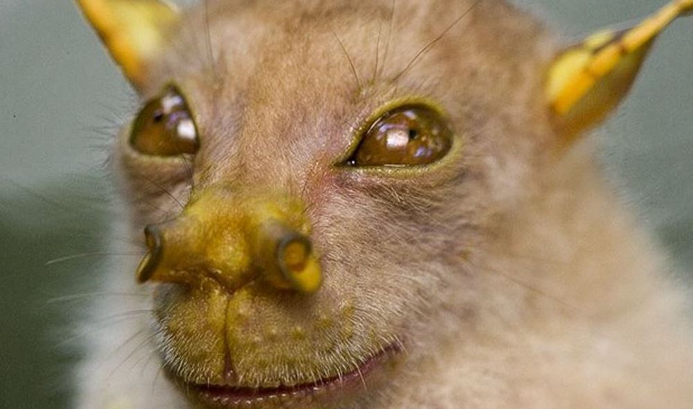 Personas en el mundo se reunen por tener las mascotas mas raras. Personas en el mundo se reunen por tener las mascotas mas raras.