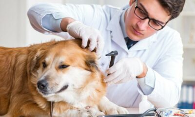 El Conicet creó una herramienta para vigilar un virus que afecta a perros y gatos