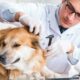 El Conicet creó una herramienta para vigilar un virus que afecta a perros y gatos
