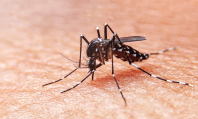 Dengue: cuidate y prevení con estos tips.