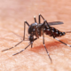 Dengue: cuidate y prevení con estos tips.