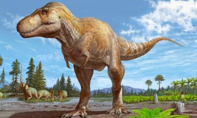 Tyrannosaurus mcraeensis: el pariente más cercano del Tyrannosaurus rex