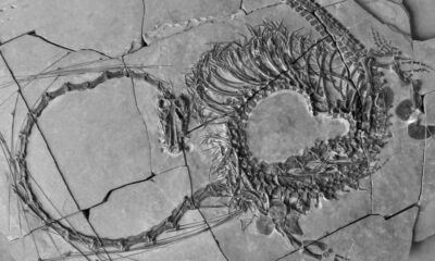 Descubren fósiles de un extraño ‘dragón chino’ marino de 240 millones de años