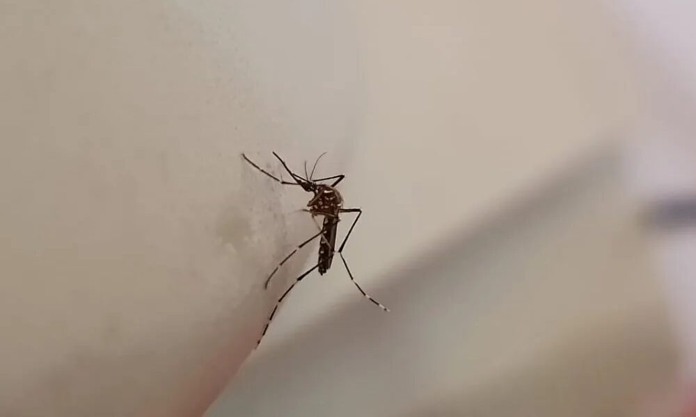 Medidas para prevenir el dengue. Medidas para prevenir el dengue.