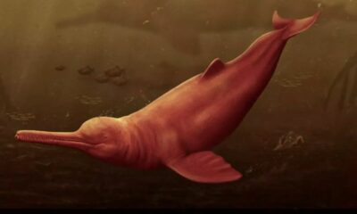 Descubren una especie de delfín que habitaba en la Amazonia peruana hace millones de años