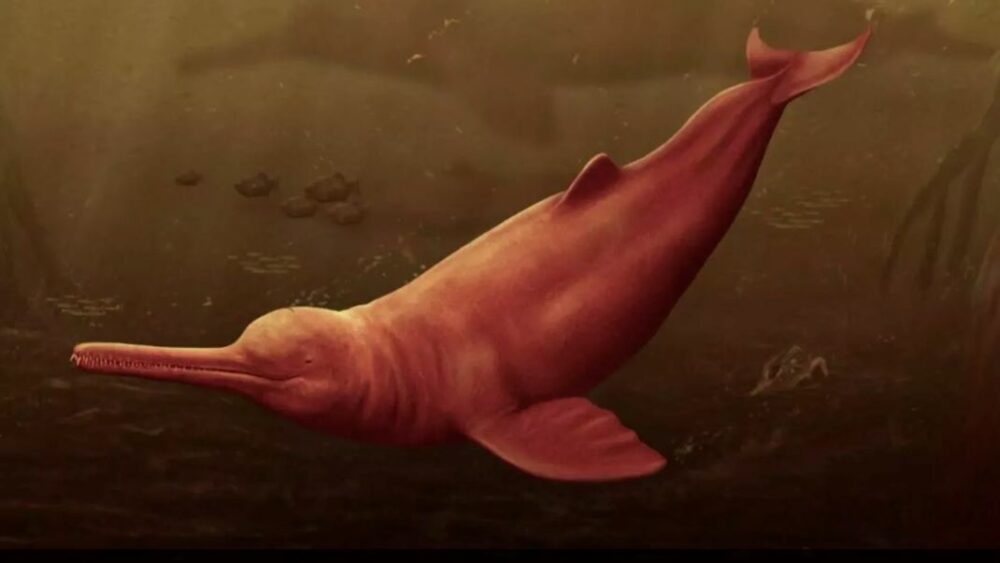 Descubren una especie de delfín que habitaba en la Amazonia peruana hace millones de años Descubren una especie de delfín que habitaba en la Amazonia peruana hace millones de años