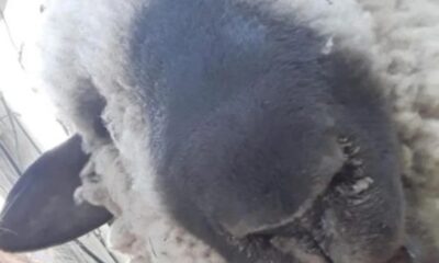 Revuelo por el robo de una oveja en Zonda. Piden ayuda para encontrarla.