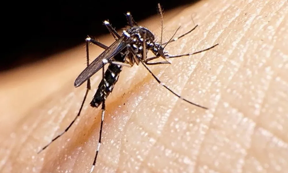 En San Juan los casos de dengue podrían ascender a 300 en abril. En San Juan los casos de dengue podrían ascender a 300 en abril.
