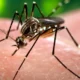 Los casos de dengue en San Juan van en aumento. 620 confirmados y 300 en estudio.