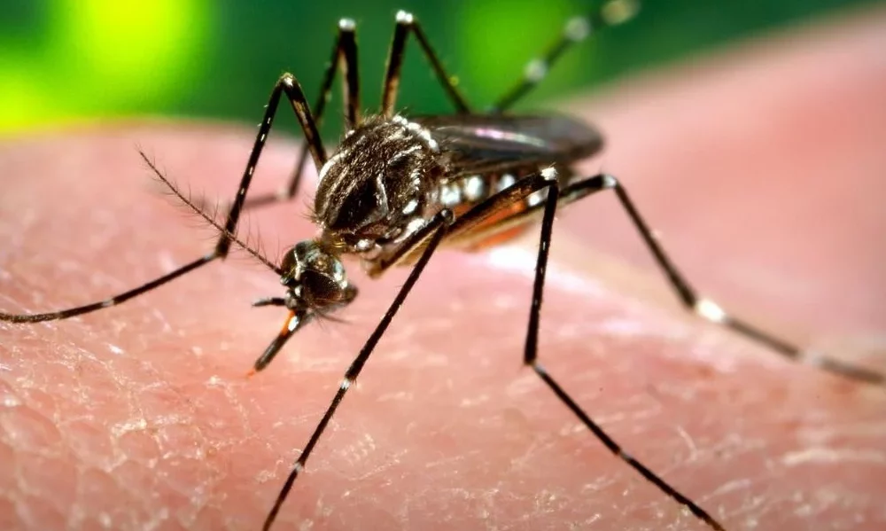 Los casos de dengue en San Juan van en aumento. 620 confirmados y 300 en estudio. Los casos de dengue en San Juan van en aumento. 620 confirmados y 300 en estudio.
