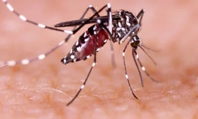 550 son los casos de dengue registrados en San Juan.