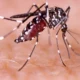 550 son los casos de dengue registrados en San Juan.