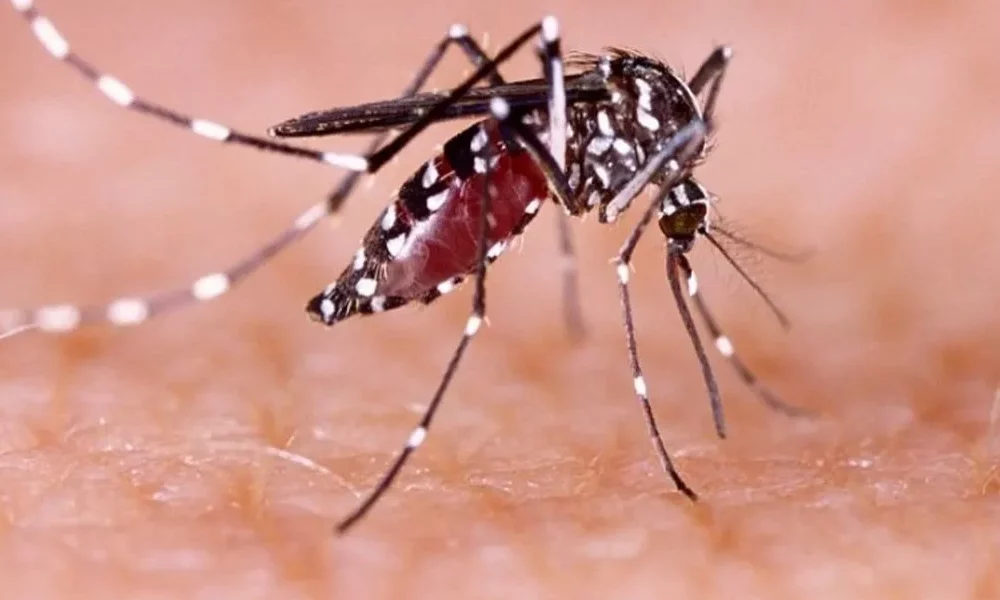 550 son los casos de dengue registrados en San Juan. 550 son los casos de dengue registrados en San Juan.