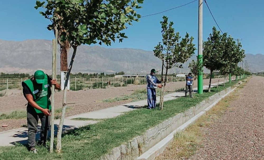 Ambiente controlará a municipios que realicen poda del arbolado Ambiente controlará a municipios que realicen poda del arbolado
