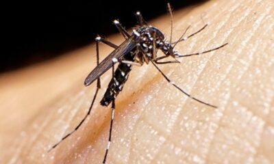 Dengue en el país: 420mil casos en lo que va del año.