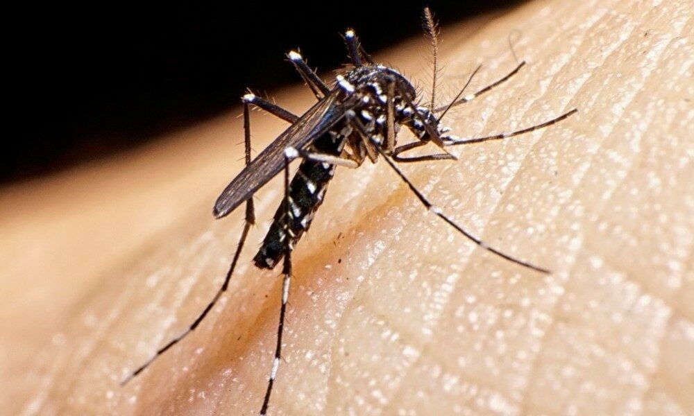 Dengue en el país: 420mil casos en lo que va del año. Dengue en el país: 420mil casos en lo que va del año.