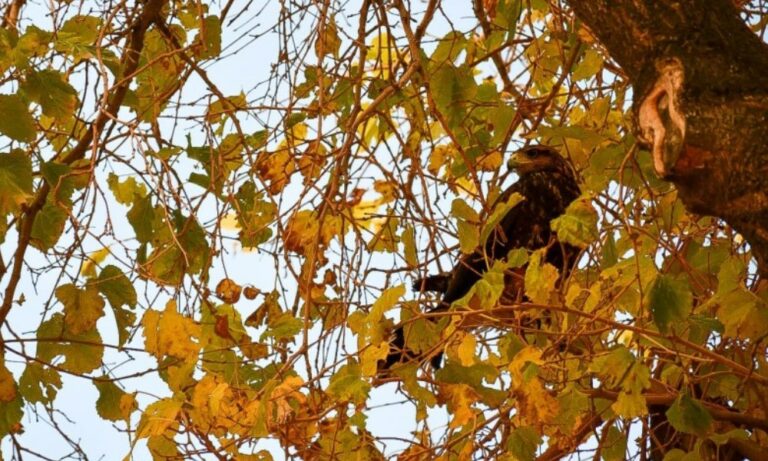 Liberación de gavilanes: tres ejemplares rescatados regresan a su hábitat. Liberación de gavilanes: tres ejemplares rescatados regresan a su hábitat.