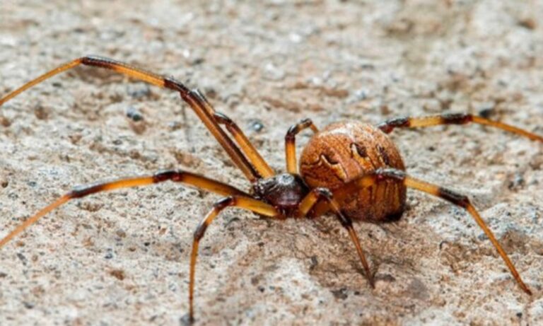 Dictan una capacitación sobre animales ponzoñosos. Dictan una capacitación sobre animales ponzoñosos.