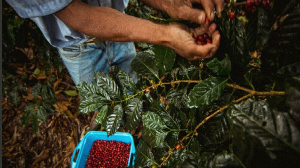 El ‘café azul’ que está entre los mejores de Venezuela se siembra a orillas de una carretera El ‘café azul’ que está entre los mejores de Venezuela se siembra a orillas de una carretera