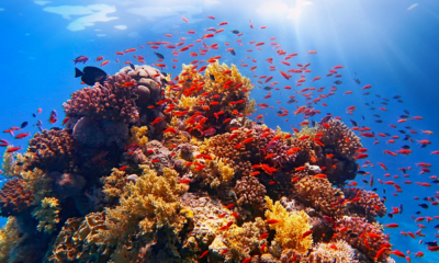 Irán crea una esponja para preservar los arrecifes de coral