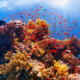 Irán crea una esponja para preservar los arrecifes de coral