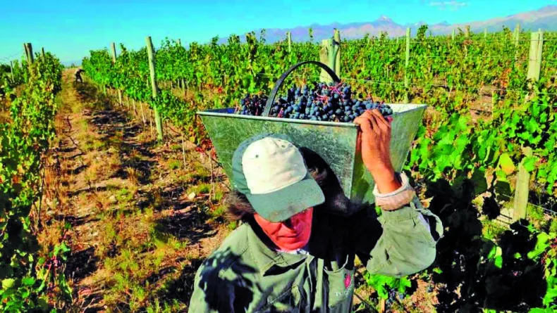 Viñateros preocupados por el panorama vivido este 2024 y por lo que se avecina. Viñateros preocupados por el panorama vivido este 2024 y por lo que se avecina.