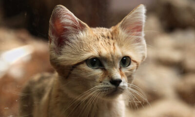 El gato de las arenas resurge en Arabia Saudita