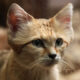 El gato de las arenas resurge en Arabia Saudita