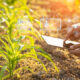 Sector agrícola contribuye al acelerado crecimiento económico de Arabia Saudita