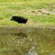Ambiente registró una nueva especie de ave en el Parque de la Biodiversidad