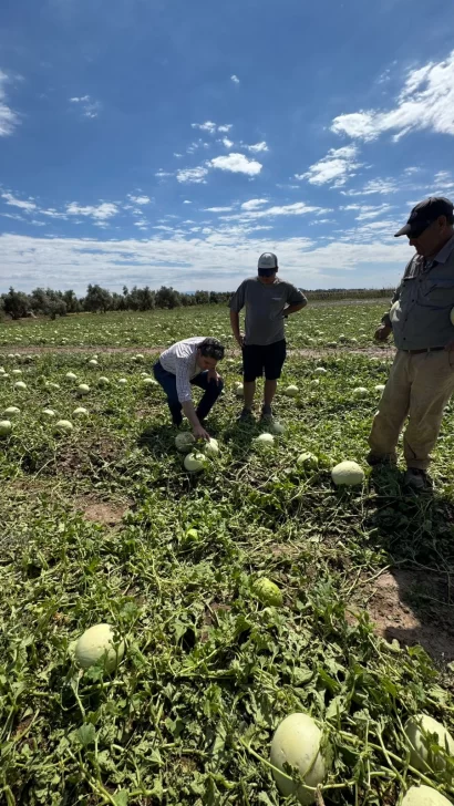 Confirman que ya 32 productores denunciaron daños en sus fincas por la granizada del lunes Confirman que ya 32 productores denunciaron daños en sus fincas por la granizada del lunes