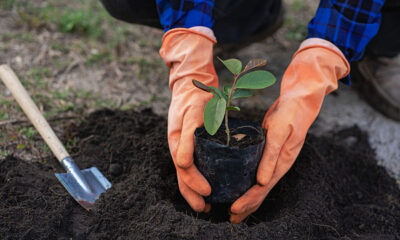 En Arabia Saudita se lanza iniciativa para plantar 100.000 árboles con ayuda de voluntarios