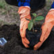 En Arabia Saudita se lanza iniciativa para plantar 100.000 árboles con ayuda de voluntarios
