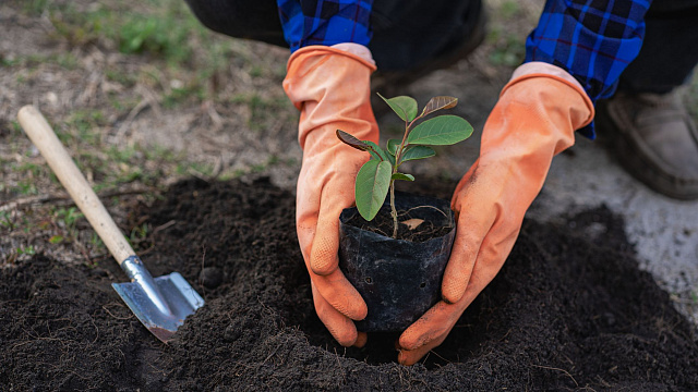 En Arabia Saudita se lanza iniciativa para plantar 100.000 árboles con ayuda de voluntarios En Arabia Saudita se lanza iniciativa para plantar 100.000 árboles con ayuda de voluntarios