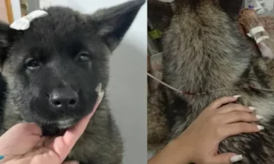 Robaron dos perros akita y los atacaron ferozmente.