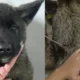 Robaron dos perros akita y los atacaron ferozmente.