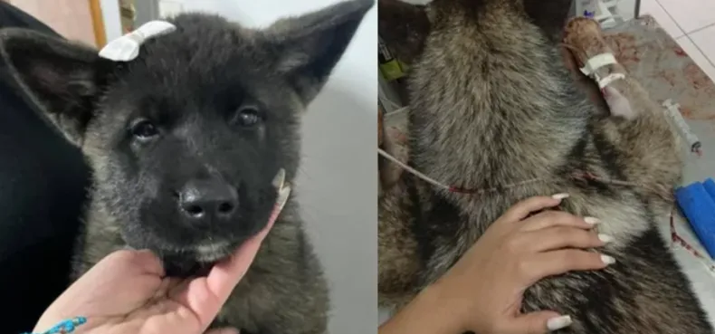 Robaron dos perros akita y los atacaron ferozmente. Robaron dos perros akita y los atacaron ferozmente.